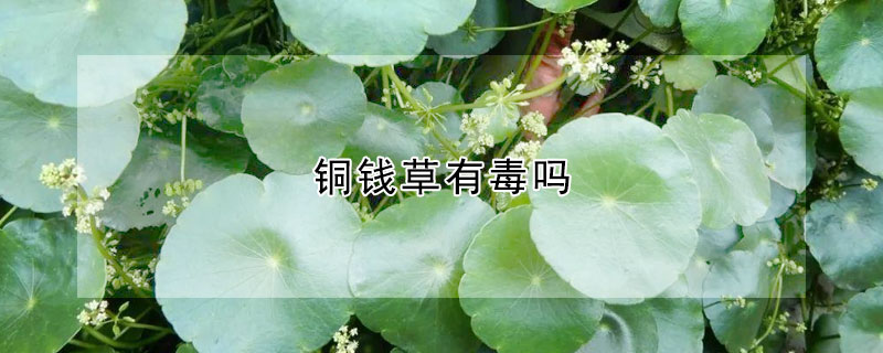 銅錢(qián)草有毒嗎