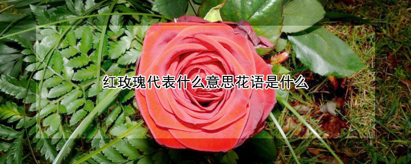 紅玫瑰代表什么意思花語(yǔ)是什么