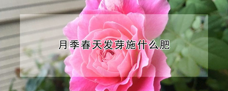 月季春天發(fā)芽施什么肥