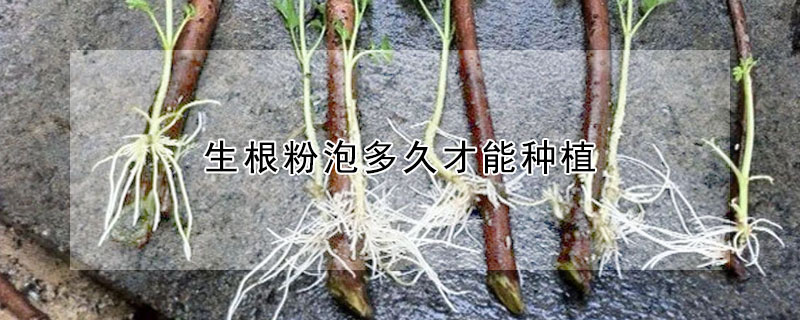 生根粉泡多久才能種植