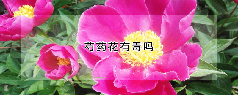 芍藥花有毒嗎