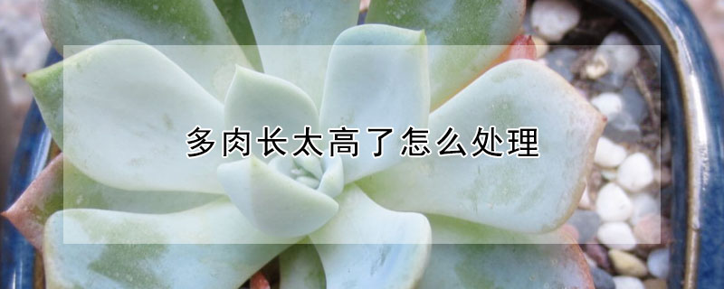 多肉長太高了怎么處理