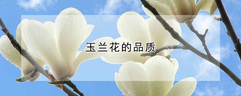 玉蘭花的品質