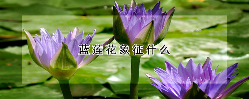 藍(lán)蓮花象征什么