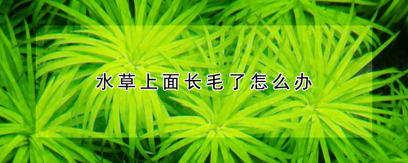 水草上面長毛了怎么辦