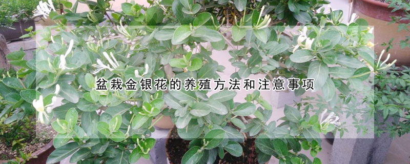 盆栽金銀花的養殖方法和注意事項