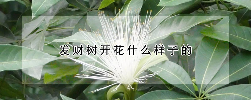 發財樹開花什么樣子的