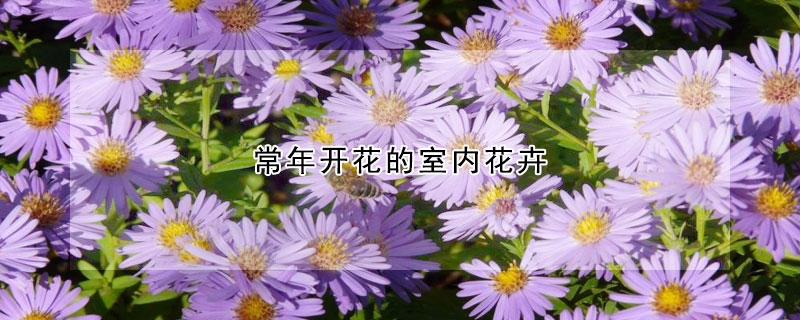 常年開花的室內(nèi)花卉