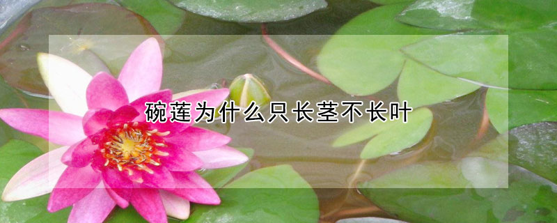 碗蓮為什么只長(zhǎng)莖不長(zhǎng)葉