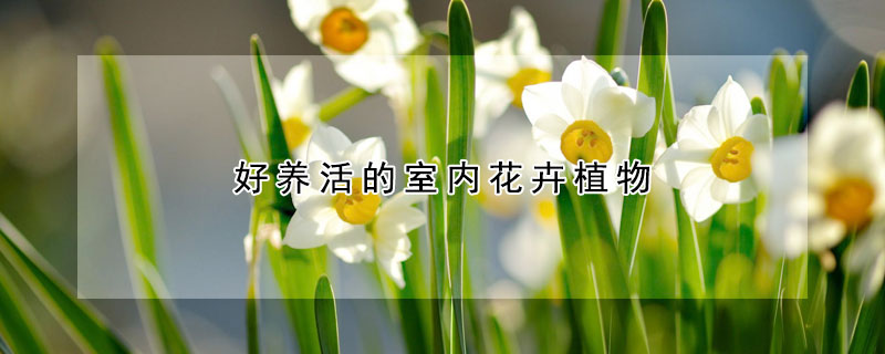 好養(yǎng)活的室內(nèi)花卉植物