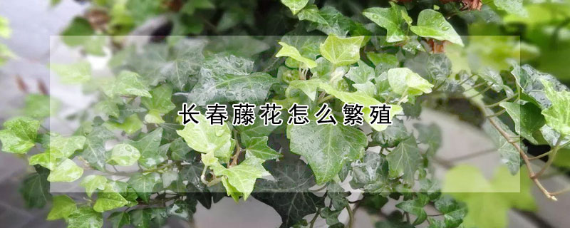 長春藤花怎么繁殖