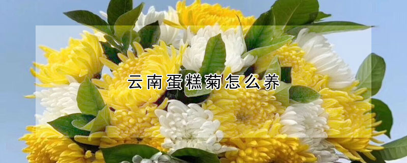 云南蛋糕菊怎么養(yǎng)