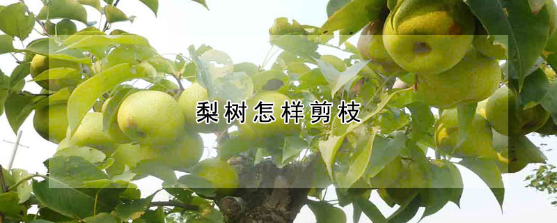 梨樹怎樣剪枝