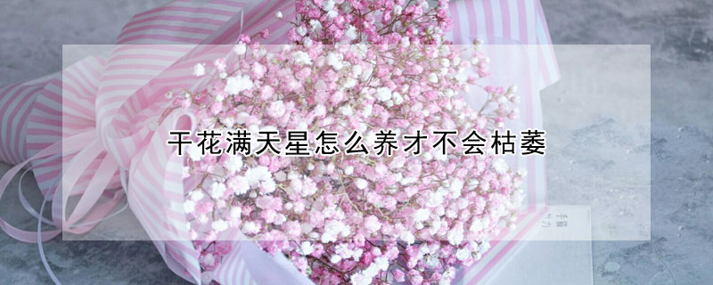 干花滿天星怎么養(yǎng)才不會(huì)枯萎