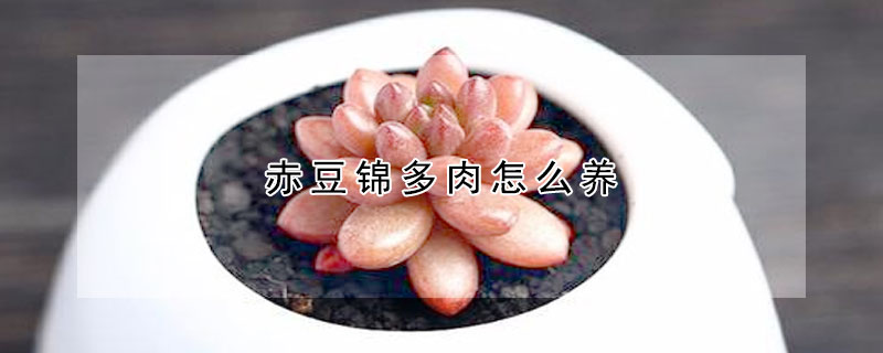 赤豆錦多肉怎么養(yǎng)