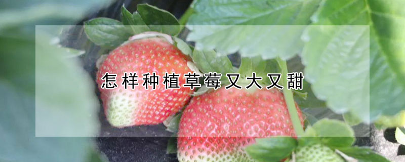 怎樣種植草莓又大又甜