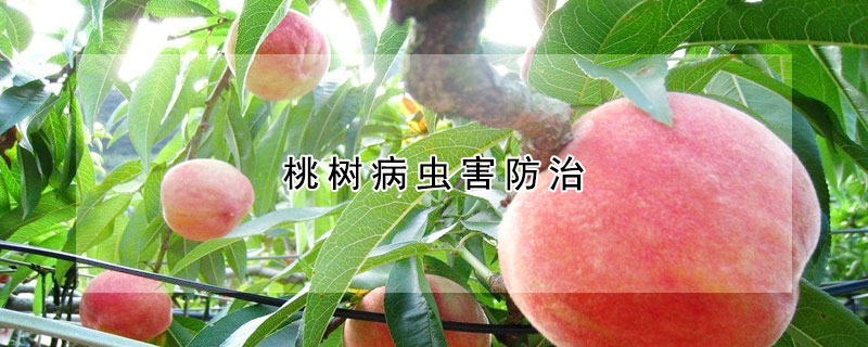 桃樹病蟲害防治