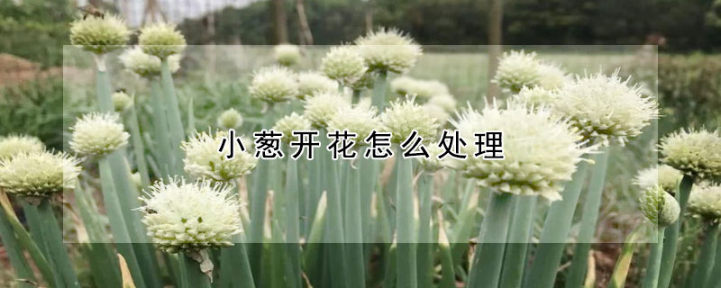 小蔥開花怎么處理