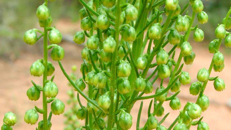 柳蒿芽是什么植物