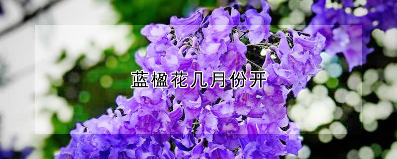 藍(lán)楹花幾月份開(kāi)