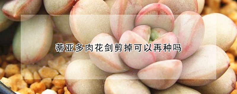 蒂亞多肉花劍剪掉可以再種嗎