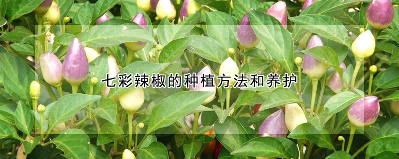 七彩辣椒的種植方法和養(yǎng)護