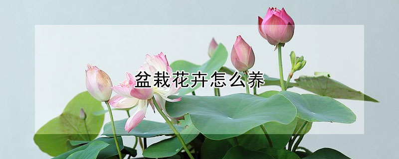 盆栽花卉怎么養(yǎng)