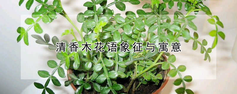 清香木花語象征與寓意