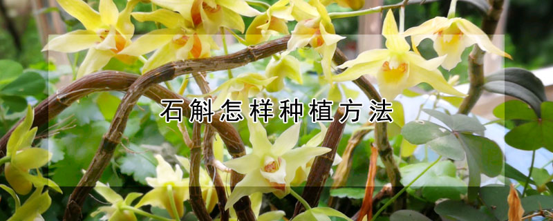 石斛怎樣種植方法