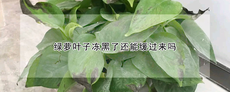 綠蘿葉子凍黑了還能緩過來嗎