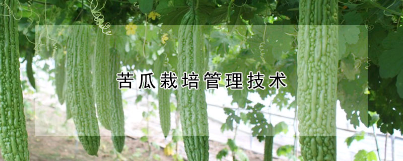 苦瓜栽培管理技術(shù)