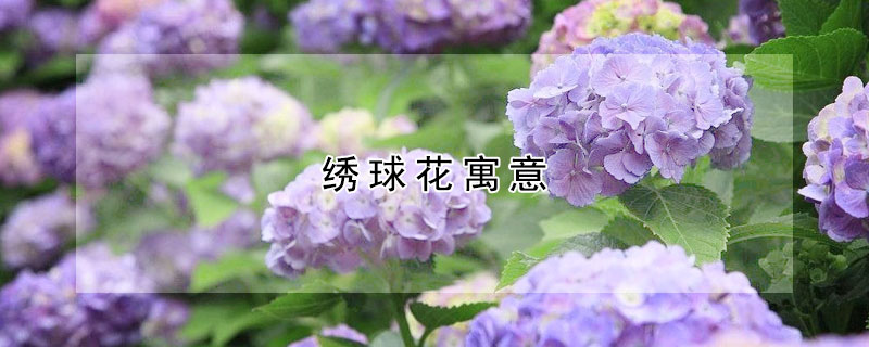 繡球花寓意