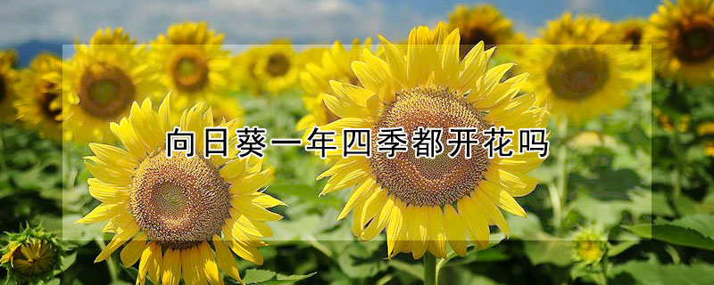 向日葵一年四季都開(kāi)花嗎