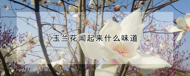 玉蘭花聞起來什么味道