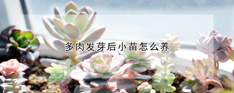 多肉發(fā)芽后小苗怎么養(yǎng)