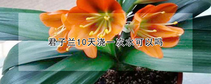 君子蘭10天澆一次水可以嗎