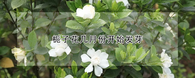 梔子花幾月份開始發芽