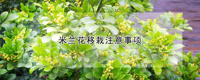 米蘭花移栽注意事項(xiàng)