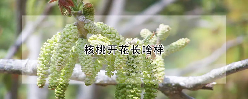 核桃開花長啥樣