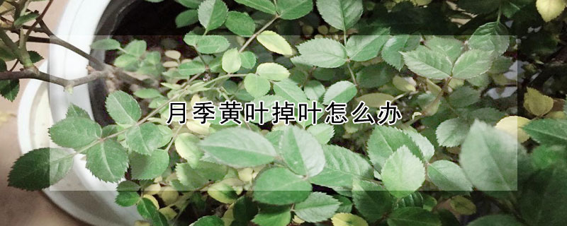 月季黃葉掉葉怎么辦