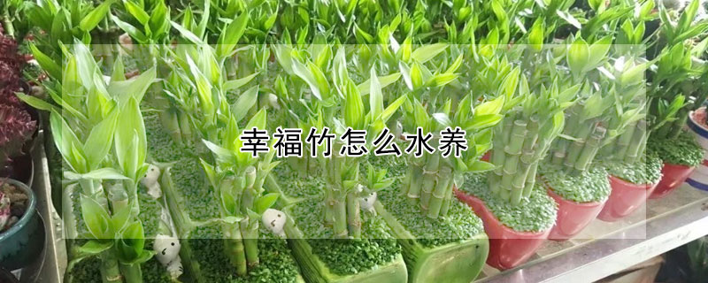 幸福竹怎么水養(yǎng)