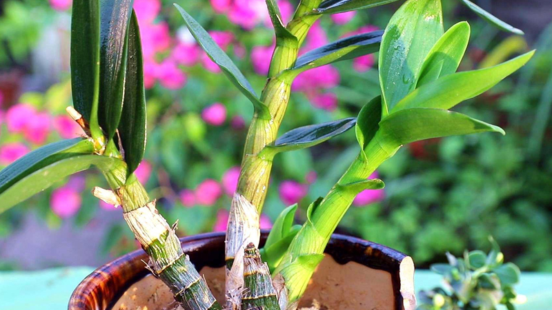 植物黃金是什么植物