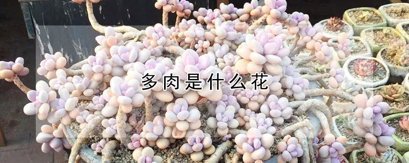 多肉是什么花