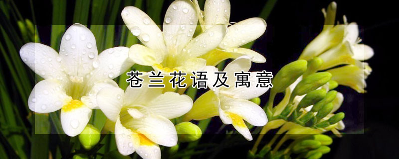 蒼蘭花語及寓意