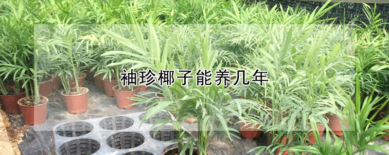 袖珍椰子能養幾年