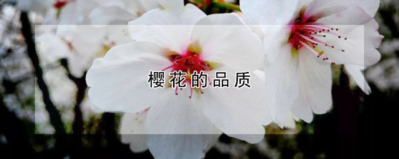 櫻花的品質(zhì)