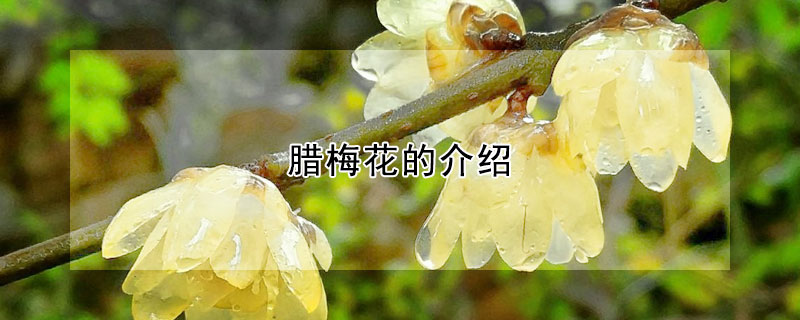 臘梅花的介紹