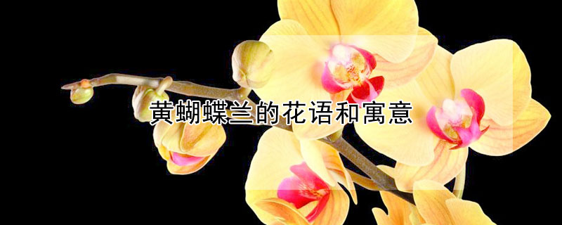 黃蝴蝶蘭的花語(yǔ)和寓意