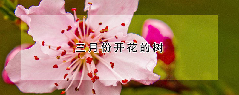 三月份開花的樹