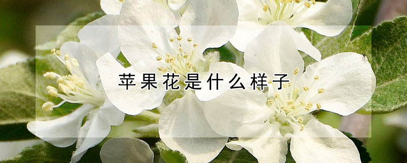 蘋果花是什么樣子